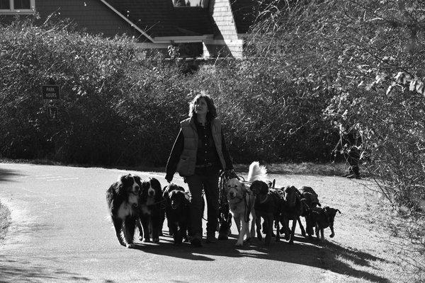 Designing Urban Green Spaces in the UK: A Blueprint for Supporting Amphibian Habitats